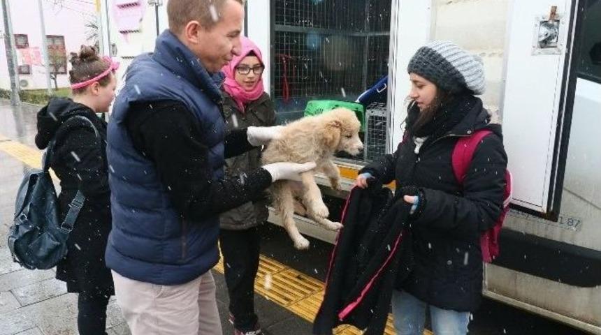 Liseli &Ouml;ğrenciler, Tedavi Ettirdikleri Yavru K&ouml;peği Sahiplendi