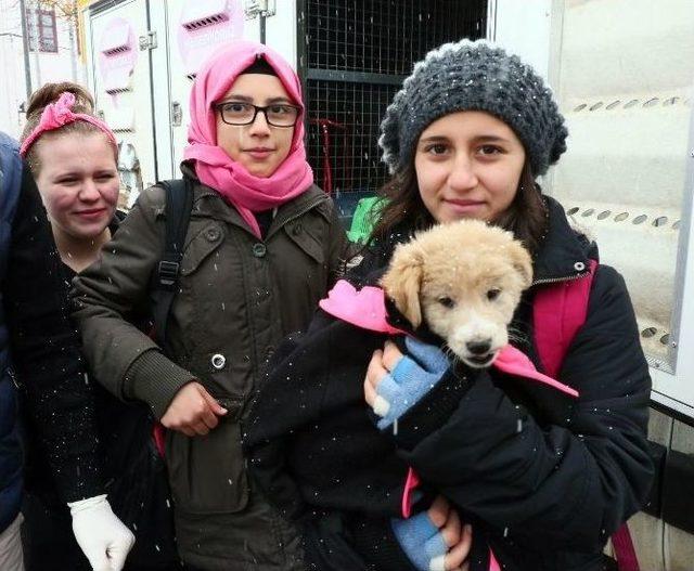 Liseli Öğrenciler, Tedavi Ettirdikleri Yavru Köpeği Sahiplendi