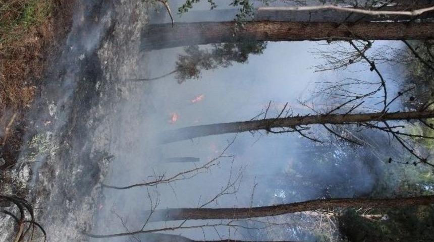 &Ccedil;anakkale&rsquo;de Orman Yangını