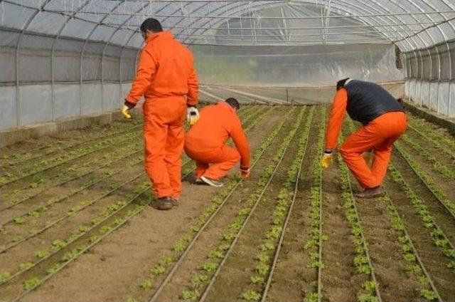 Hükümlüler, Zirai Ve Tarımsal Faaliyetler İle Meslek Ediniyorlar