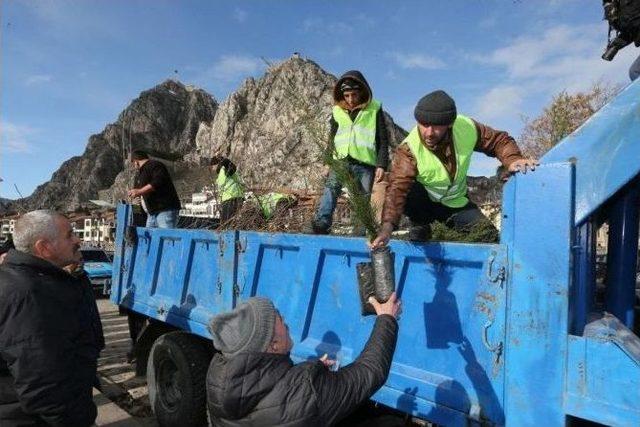 Amasya’da Halka Bin Fidan Dağıtıldı