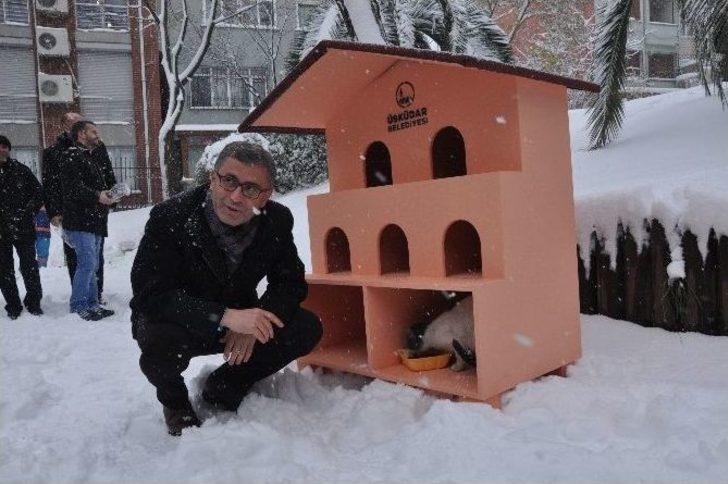 Kediler Kışı Sıcak Yuvalarında Geçirecek G3