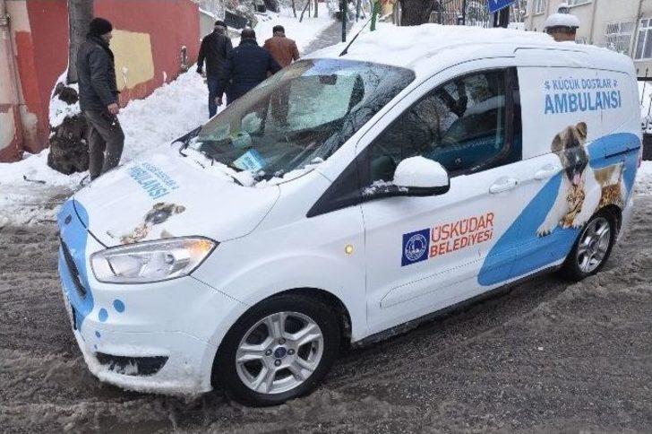 Kediler Kışı Sıcak Yuvalarında Geçirecek G1