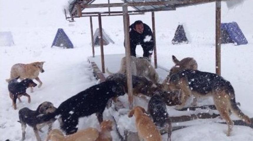 Kocaeli&rsquo;de Sokak Hayvanları Unutulmadı