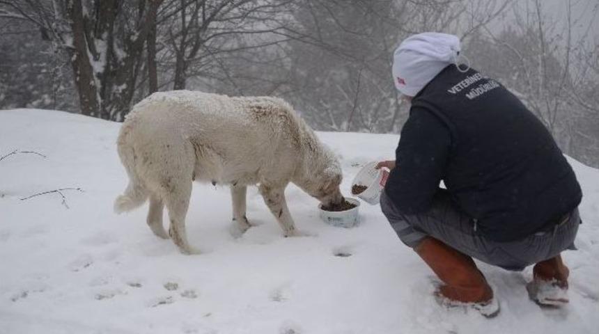 Uludağ&rsquo;da Karda A&ccedil; Kalan Hayvanlara Yiyecek