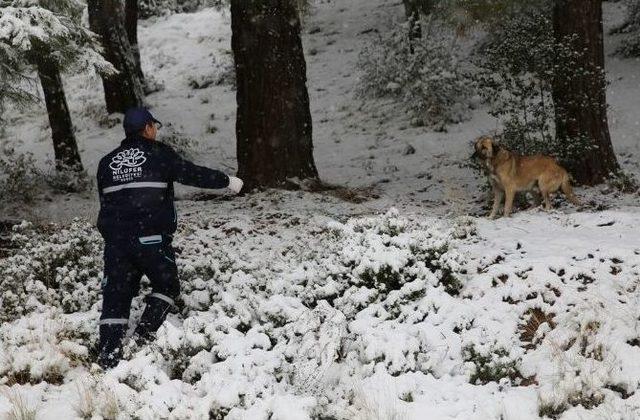 Bursa’da Karda Aç Kalan Yaban Hayvanlarına Yem