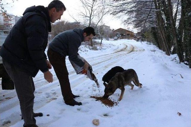 Sokak Hayvanları Unutulmadı