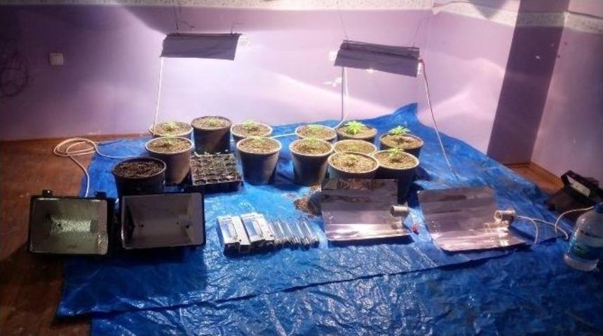 Antalya&rsquo;da 54 K&ouml;k Hint Keneviri Ele Ge&ccedil;irildi