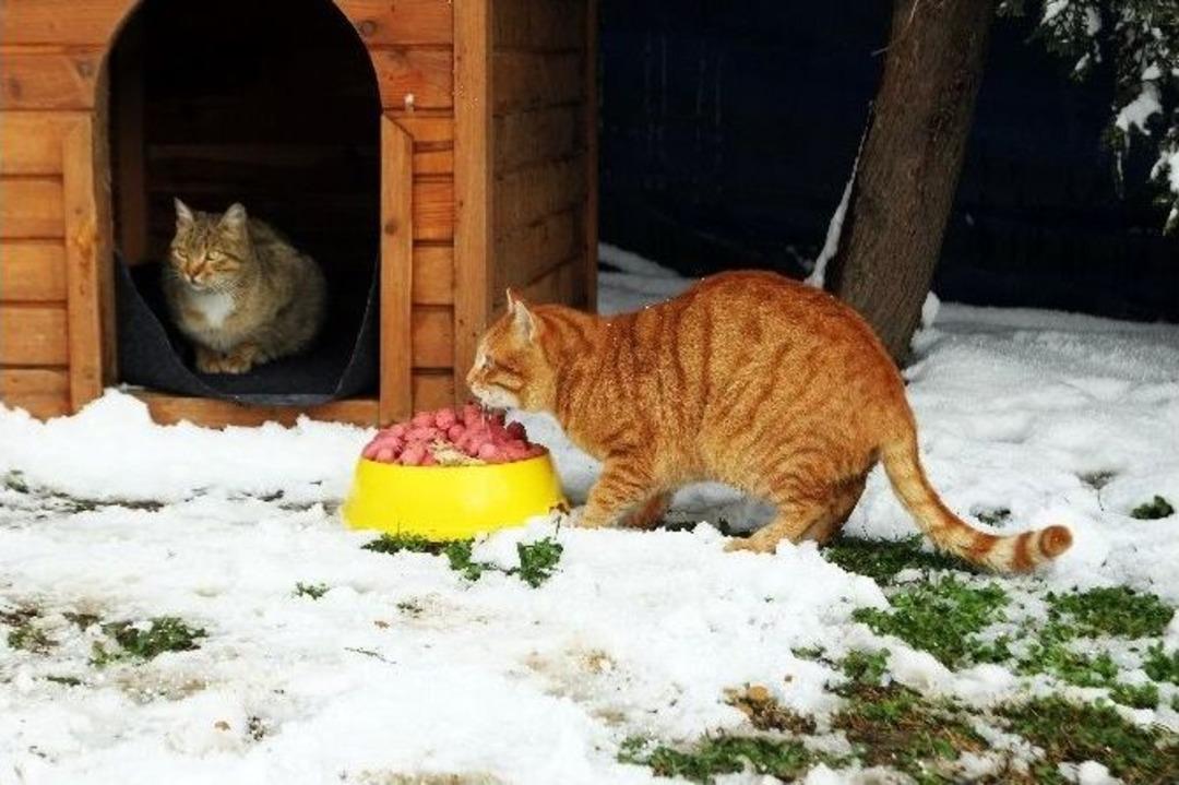 Sokak Hayvanları Sahipsiz Kalmadı