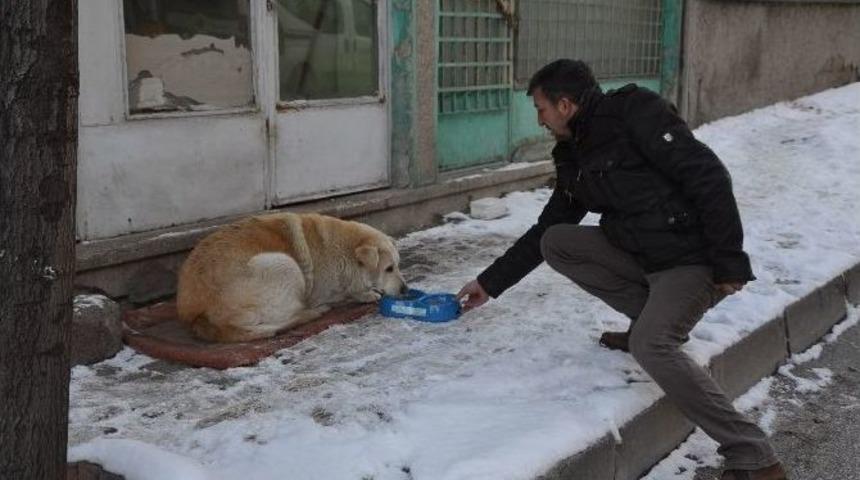 Belediyeden Kuşlara Yem, K&ouml;peklere Mama