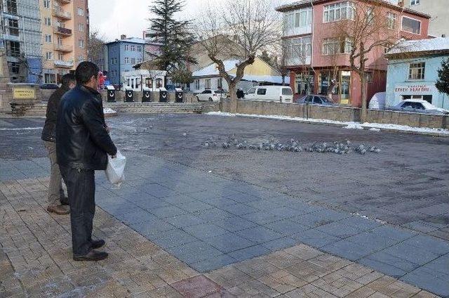 Belediyeden Kuşlara Yem, Köpeklere Mama 2