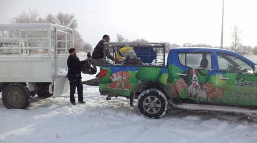 Belediye Sokak Hayvanları İ&ccedil;in Seferber Oldu