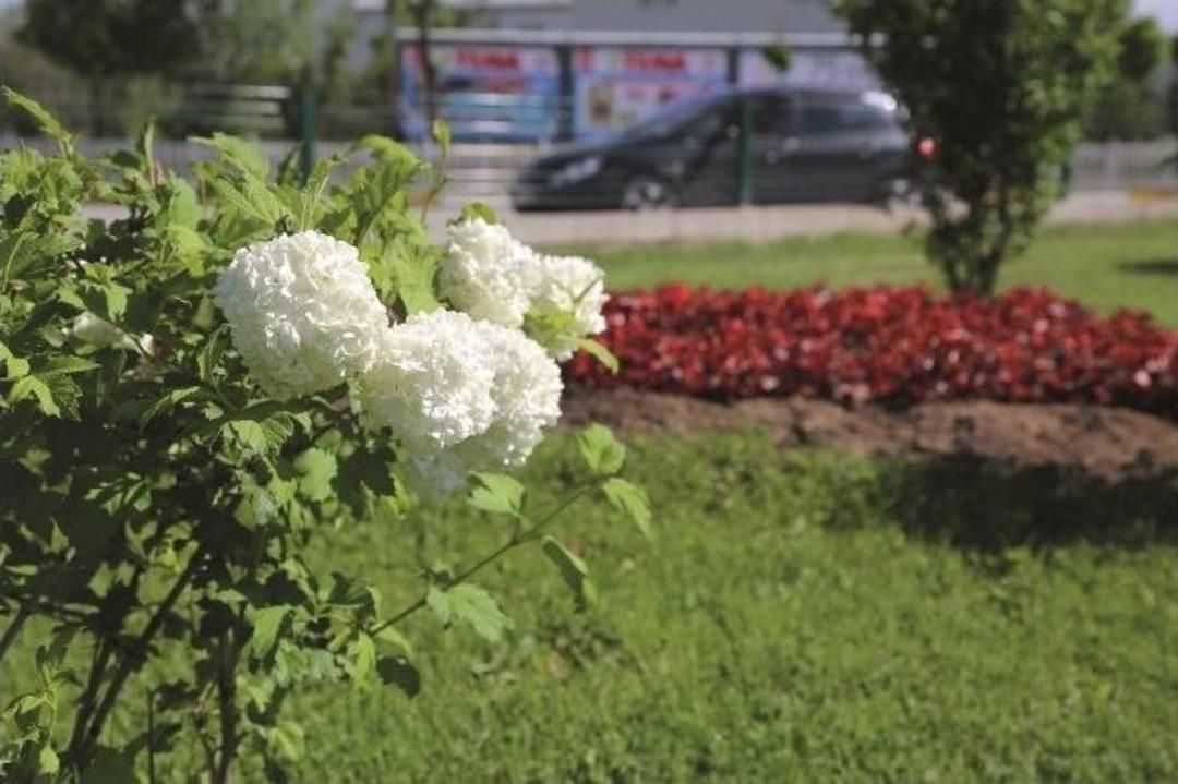 B&uuml;y&uuml;kşehir 1 Milyon &Ccedil;i&ccedil;ek Dikiyor