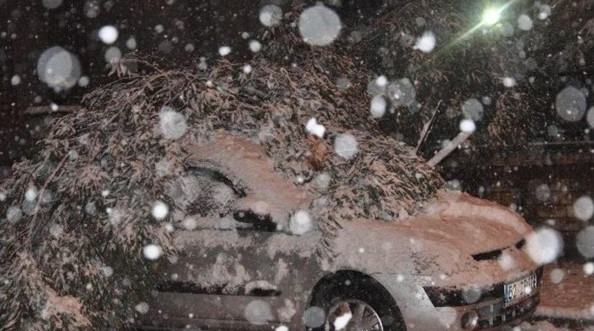 Giresun&rsquo;da Karın Ağırlığına Dayanamayan Ağa&ccedil;lar Devrildi