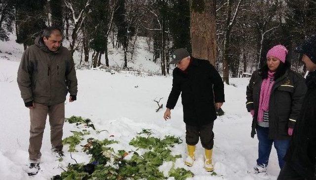 Geyikler İçin Belgrat Ormanı’na Yem Bırakıldı