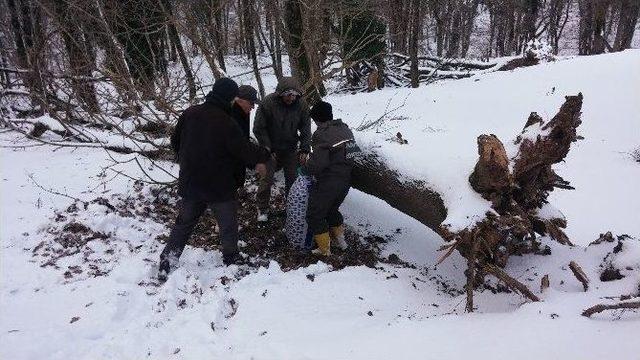 Geyikler İçin Belgrat Ormanı’na Yem Bırakıldı