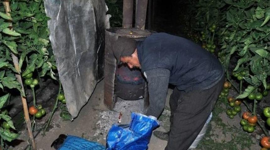 Antalya&rsquo;nın Domateslerini Ambargodan Sonra Don Vurdu