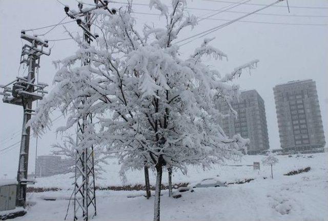 Mardin’de Hayat Durdu