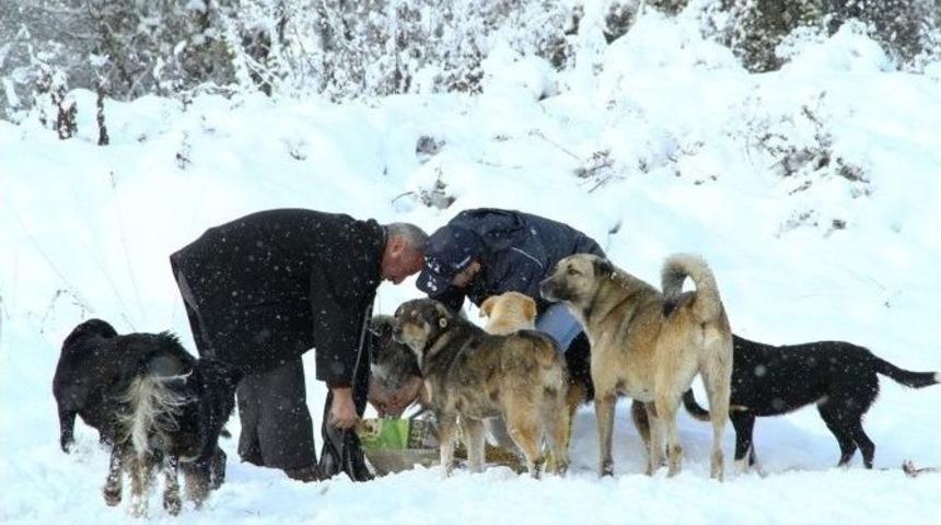 Kocaeli&rsquo;de Sokak Hayvanları A&ccedil; Kalmıyor