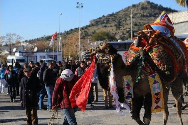 Bodrum Deve Güreşi Festivali Kortej İle Başladı