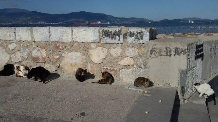 Bandırma&rsquo;da G&uuml;neşi G&ouml;ren Kendini Sahile Attı