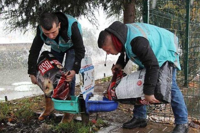 Kara Kıştan En Çok Sokak Hayvanları Etkileniyor