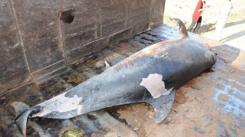 Erdemli&rsquo;de &Ouml;l&uuml; Yunus Sahile Vurdu