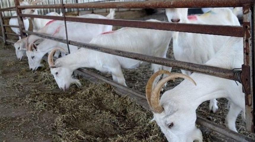 Ziraat Fak&uuml;ltesi Entegre S&uuml;t &Uuml;nitesinde &Uuml;retime Başladı