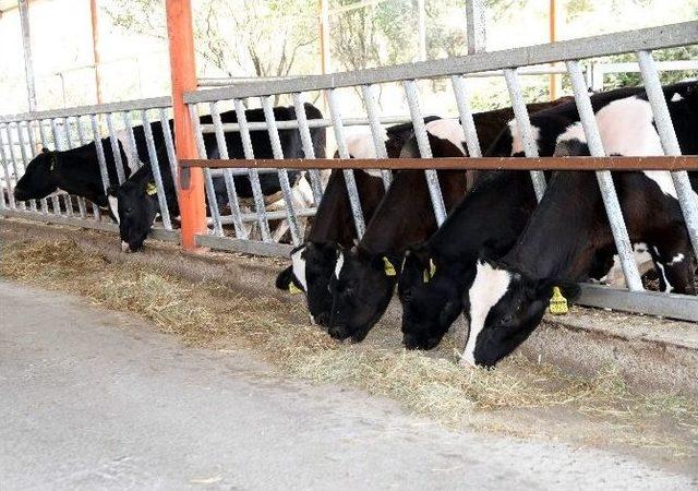 Ziraat Fakültesi Entegre Süt Ünitesinde Üretime Başladı