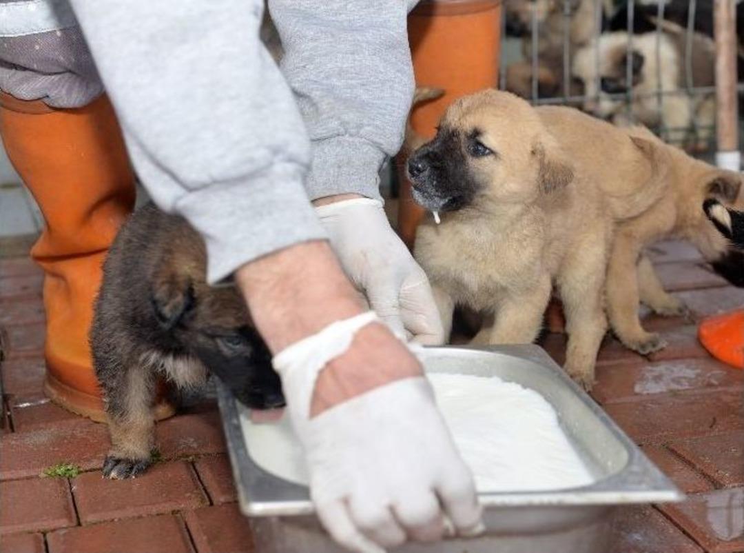 Bursa&rsquo;da Yaban Hayvanları A&ccedil; Kalmadı