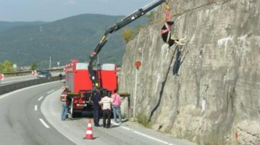 D&uuml;zce İtfaiyesi 2015 Yılında 50 Hayvan Kurtardı