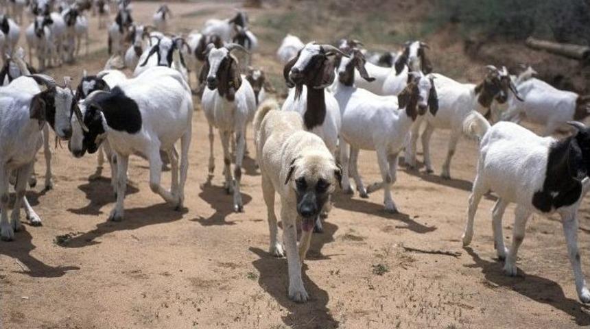 Namibya&rsquo;da, &Ccedil;italara Anadolu &Ccedil;&ouml;z&uuml;m&uuml;