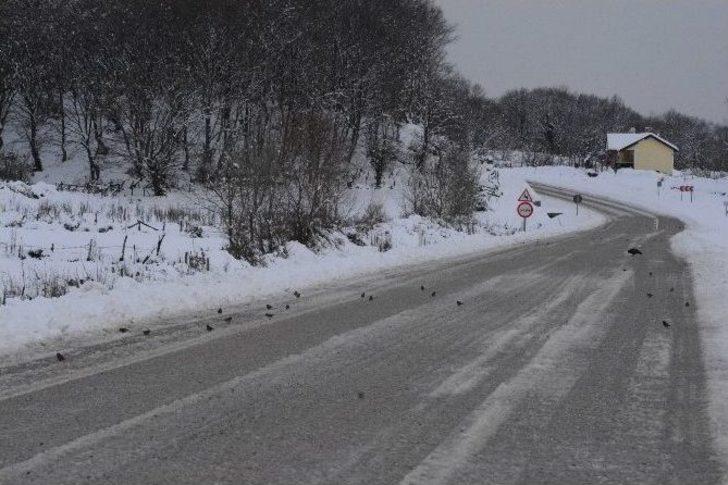 Vatandaşlar Karda Aç Kalan Kuşlar İçin Doğaya Yem Bıraktı G1