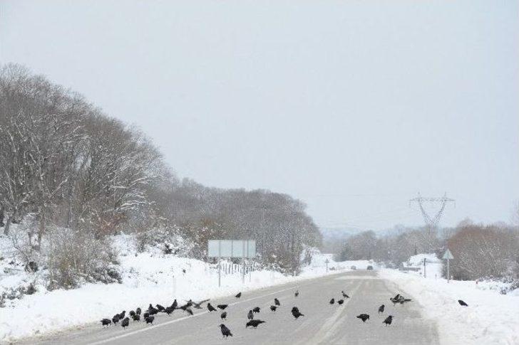 Vatandaşlar Karda Aç Kalan Kuşlar İçin Doğaya Yem Bıraktı G4