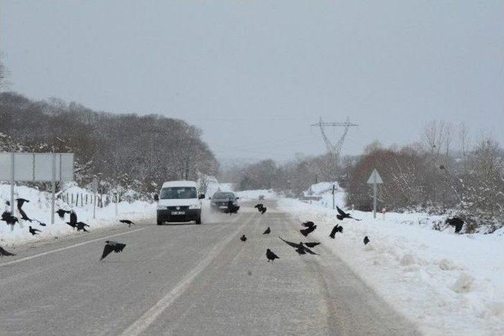 Vatandaşlar Karda Aç Kalan Kuşlar İçin Doğaya Yem Bıraktı G5