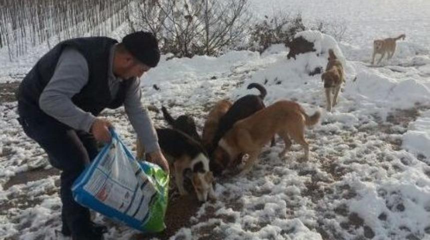 Soğuktan A&ccedil; Kalan Sokak Hayvanları Unutulmadı