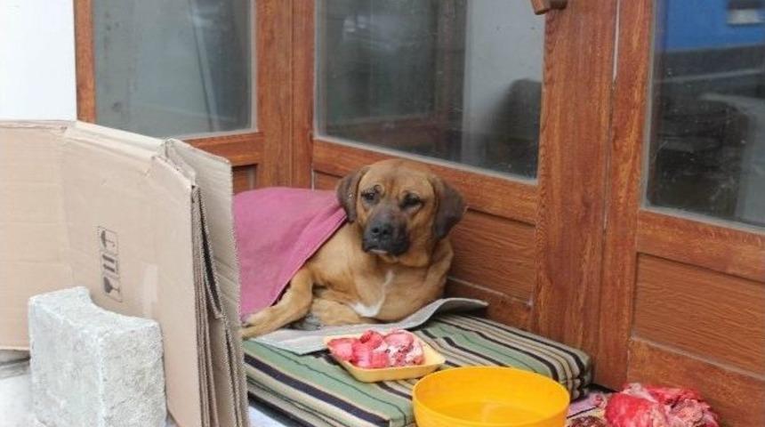 Yediği &Ouml;n&uuml;nde Yemediği Arkasında