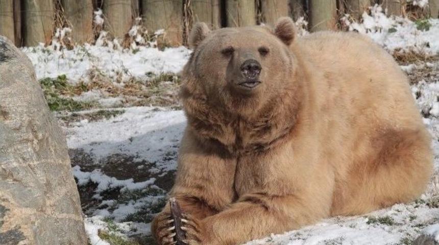 (&ouml;zel Haber) Kar &Uuml;zerinde Ayılara Balık Ziyafeti