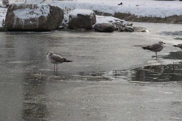 (özel Haber) Kar Üzerinde Ayılara Balık Ziyafeti