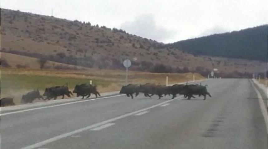 Yaban Domuzu S&uuml;r&uuml;leri S&uuml;r&uuml;c&uuml;lerin Korkulu R&uuml;yası