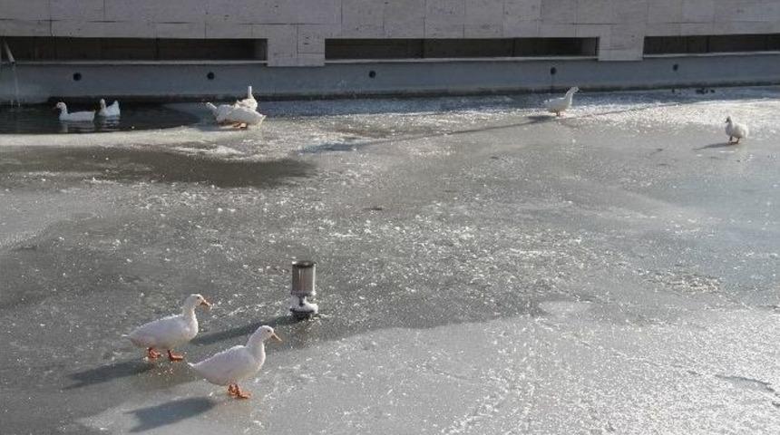 Hayvanat Bah&ccedil;esindeki Havuzlar Donunca &Ouml;rdekler Buz &Uuml;st&uuml;nde Kaldı