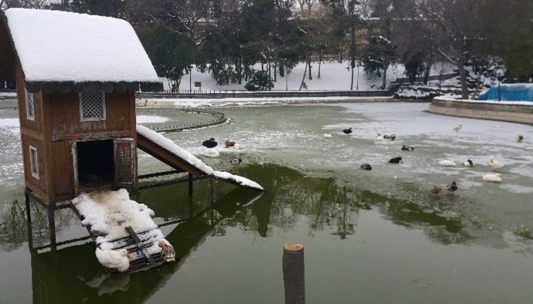 (&ouml;zel Haber) Yıldız Parkında Hayvanlar Donma Tehlikesi Ge&ccedil;irdi