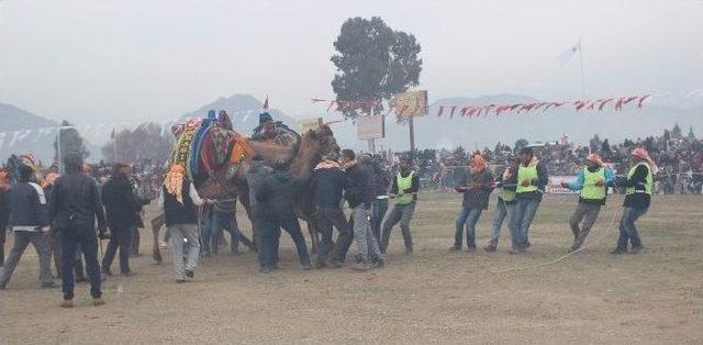 Yılın İlk Güreşinde Develer Kozlarını Paylaştı