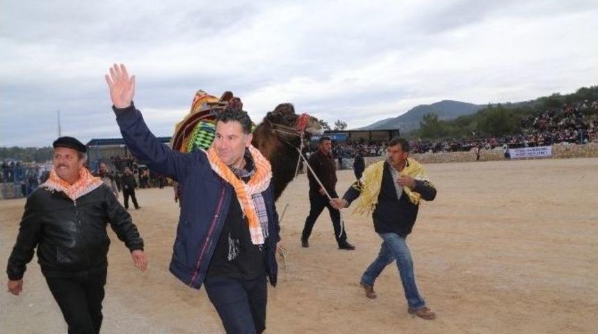 Bodrum&rsquo;da Deve G&uuml;reşi Festivali