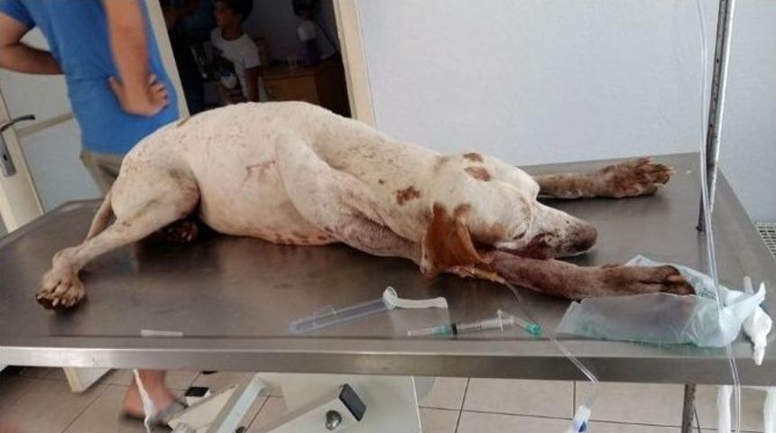 Marmaris&rsquo;te K&ouml;pek Zehirlenmeleri Hayvanseverleri Sokağa D&ouml;kt&uuml;