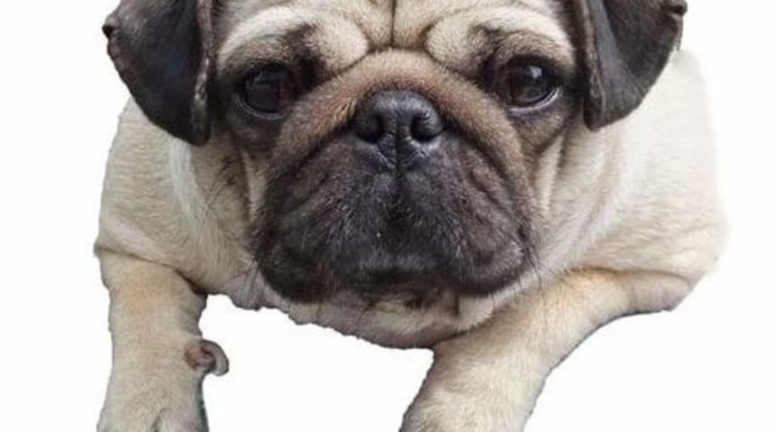 Ormanda Köpek Mezarı Yeni Tartışma Başlattı