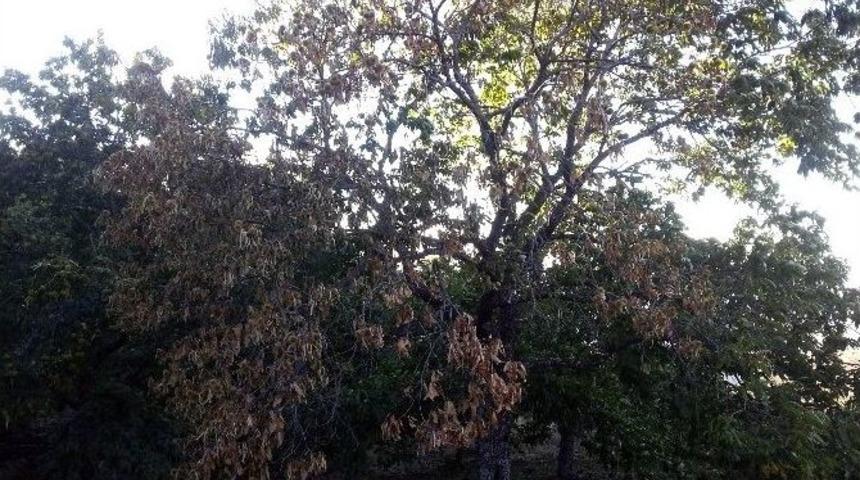 Kestane Kanseri Kestane Ağa&ccedil;larını Tehdit Ediyor