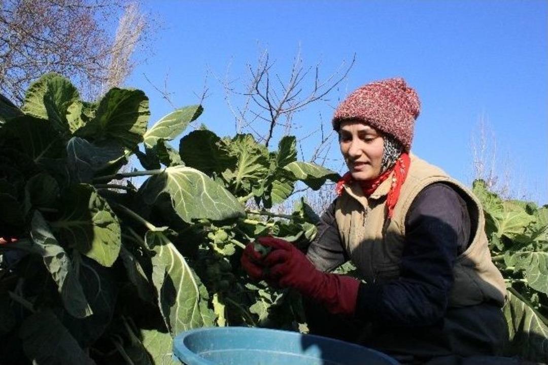 (&ouml;zel Haber) Br&uuml;ksel Lahanasına Rusya Darbesi