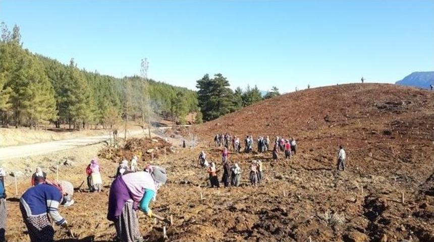Pozantı&rsquo;da End&uuml;striyel Ağa&ccedil;landırma &Ccedil;alışmaları