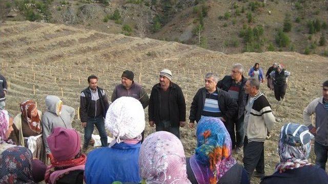 Pozantı’da Endüstriyel Ağaçlandırma Çalışmaları